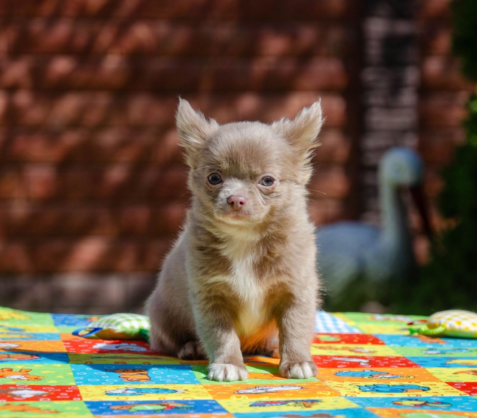 Chihuahua Rescue Golden Chi Puppy For Sale Gold Chihuahua Puppies