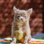 Boho-Blip-male-Chihuahua-puppy-for-sale-2