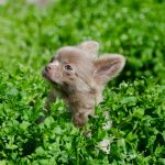 Boho-Blip-male-Chihuahua-puppy-for-sale-3