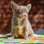 Boho-Blip-male-Chihuahua-puppy-for-sale-4