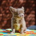 Boho-Blip-male-Chihuahua-puppy-for-sale-5