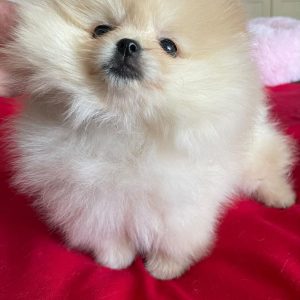 Boosa Pomeranian