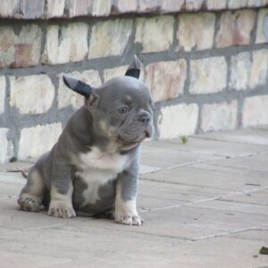 Bruce
