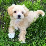 Buffy Maltipoo