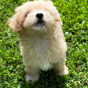 Bruno Maltipoo