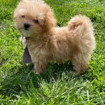 Buffy-female-Maltipoo-puppy-for-sale-1