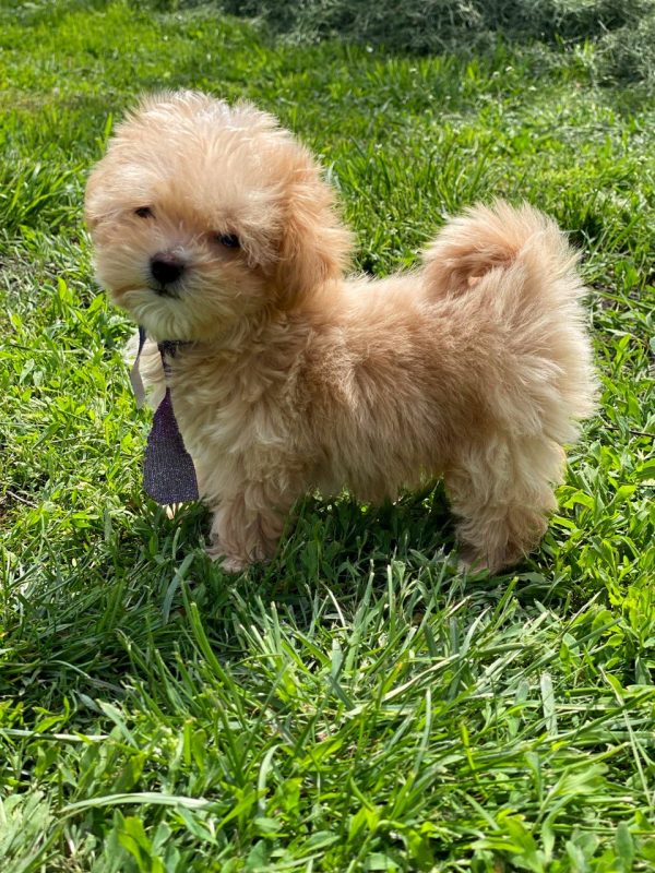 Buffy Maltipoo