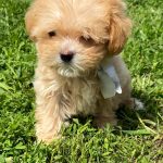 Buffy-female-Maltipoo-puppy-for-sale-2