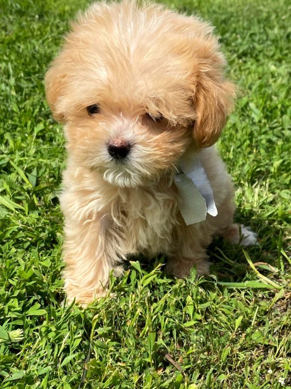 Buffy Maltipoo