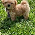 Buffy-female-Maltipoo-puppy-for-sale-3