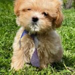Buffy-female-Maltipoo-puppy-for-sale-4