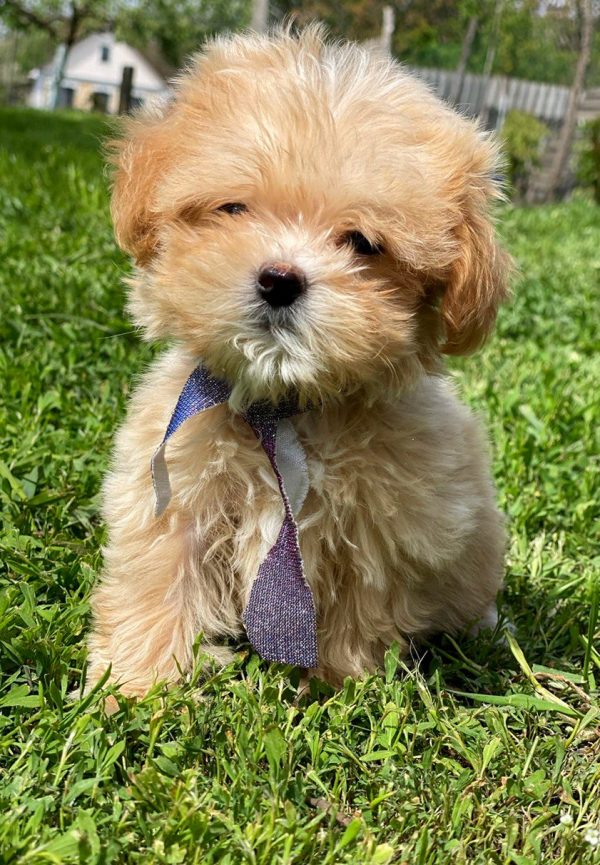 Buffy Maltipoo