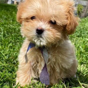 Buffy Maltipoo