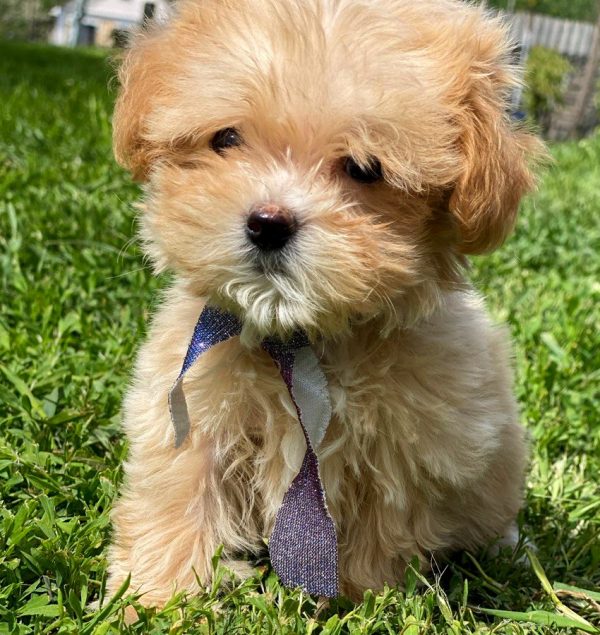 Buffy Maltipoo