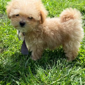 Buffy Maltipoo