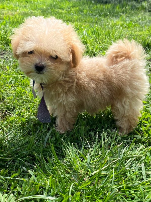 Buffy Maltipoo