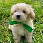 Benny Maltipoo