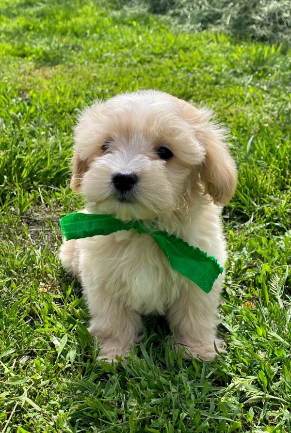 Buzz Maltipoo