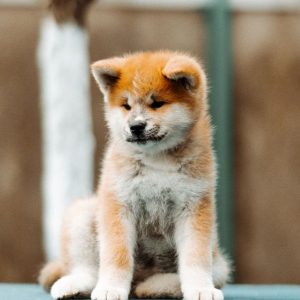 Chiara Akita