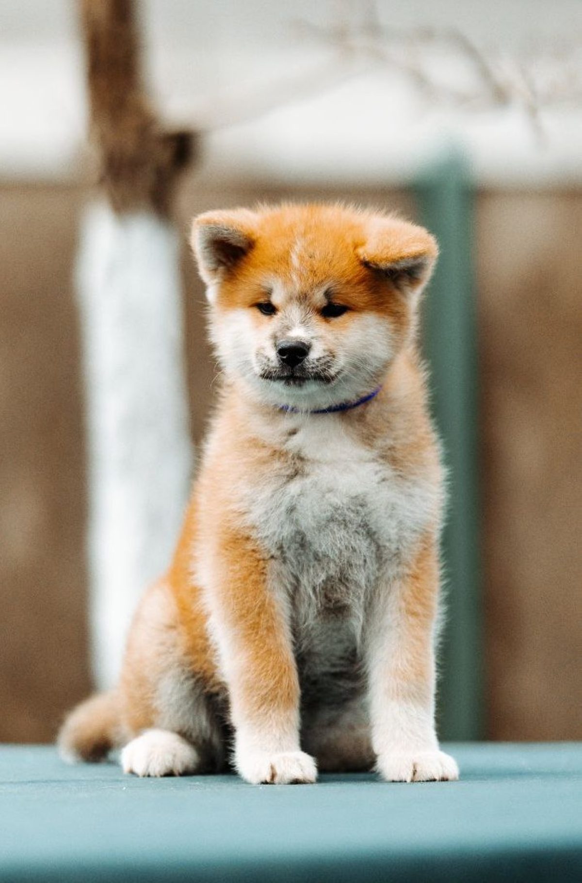 Akita Husky Puppies Huskita For Sale Akita Puppy Akita Olx Cute