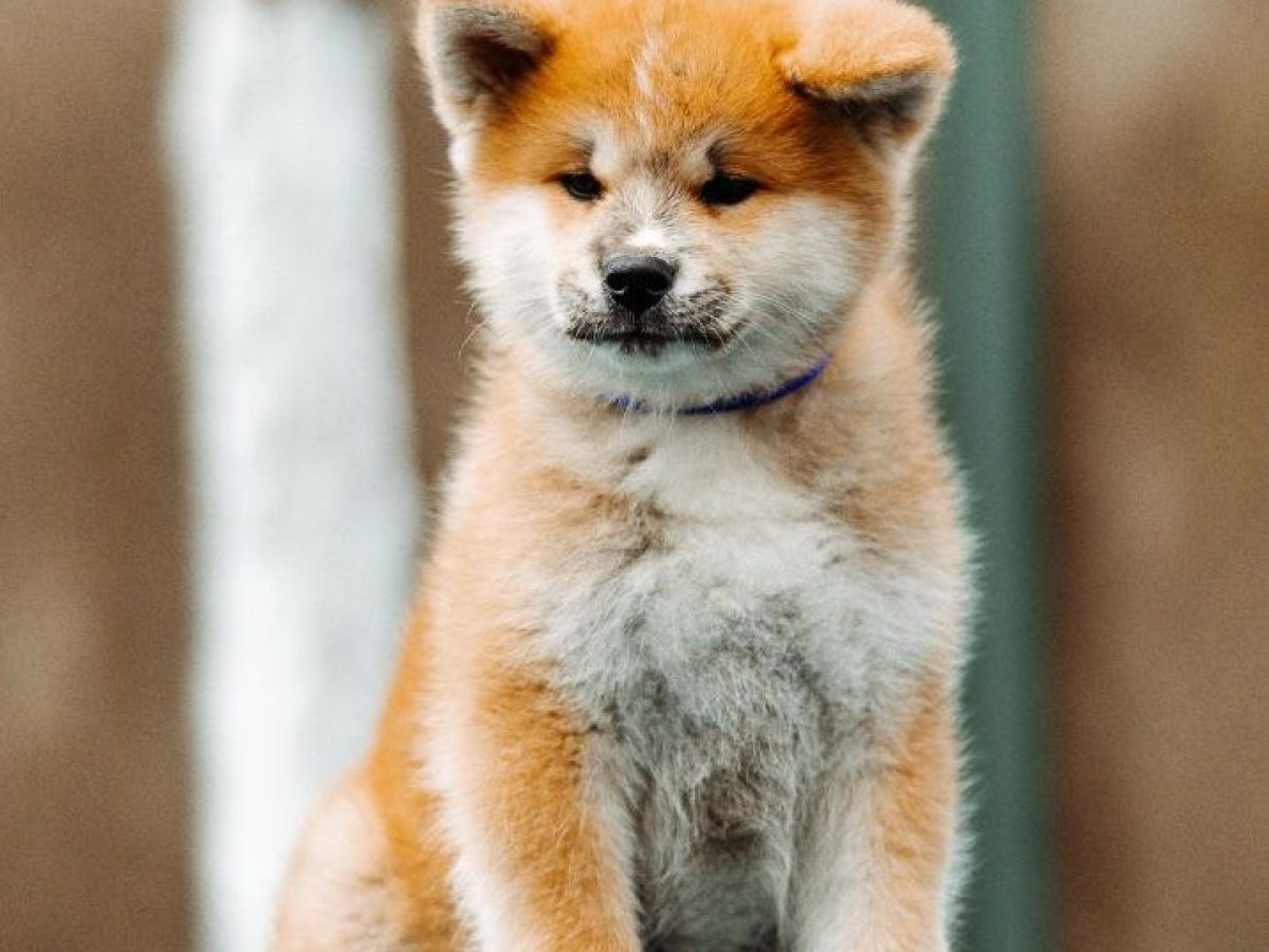 American Akita Puppies Show Me A Japanese Akita Husky Akita Akita Lab Mix  Dog Akita Husky, image size:1200x900