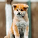 Lirra Akita