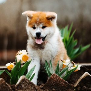 Cora Akita
