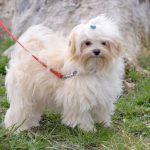 Buffy Maltipoo