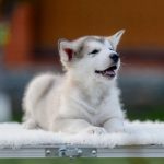 Chief Alaskan Malamute