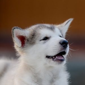 Champ Alaskan Malamute
