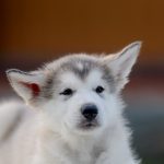 Champ-male-alaskan-malamute-puppy-for-sale-2