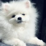 Champion-male-pomeranian-puppy-for-sale-1 (1)