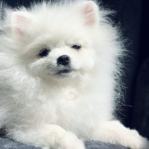 Champion Pomeranian