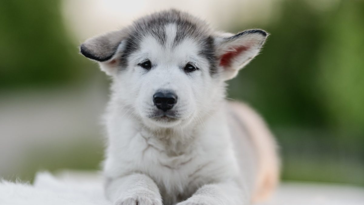 Newborn American Malamute Dog The Malamute Malamute Puppy