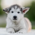 Chief Alaskan Malamute