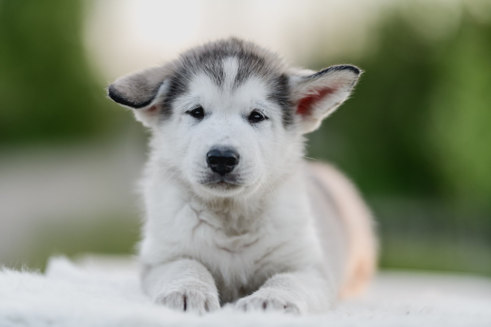 Top labrador husky miniature siberian husky Clearance, image size:1600x1067