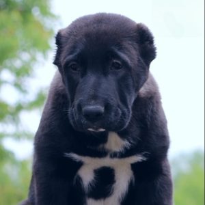 Charmel Central Asian Shepherd Dog