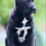 Charmel-female-Central-Asian-Shepherd-Dog-puppy-for-sale-1 (2)