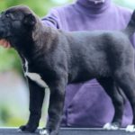 Charmel-female-Central-Asian-Shepherd-Dog-puppy-for-sale-1 (3)