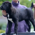 Charmel-female-Central-Asian-Shepherd-Dog-puppy-for-sale-1 (4)