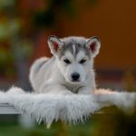 Chase-male-alaskan-malamute-puppy-for-sale-1