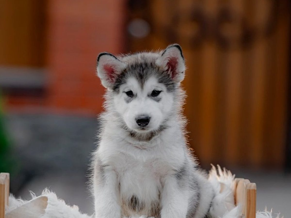 Husky Dog Sable And White Malamute Sable And White Alaskan