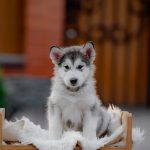 Chief-male-alaskan-malamute-puppy-for-sale-1