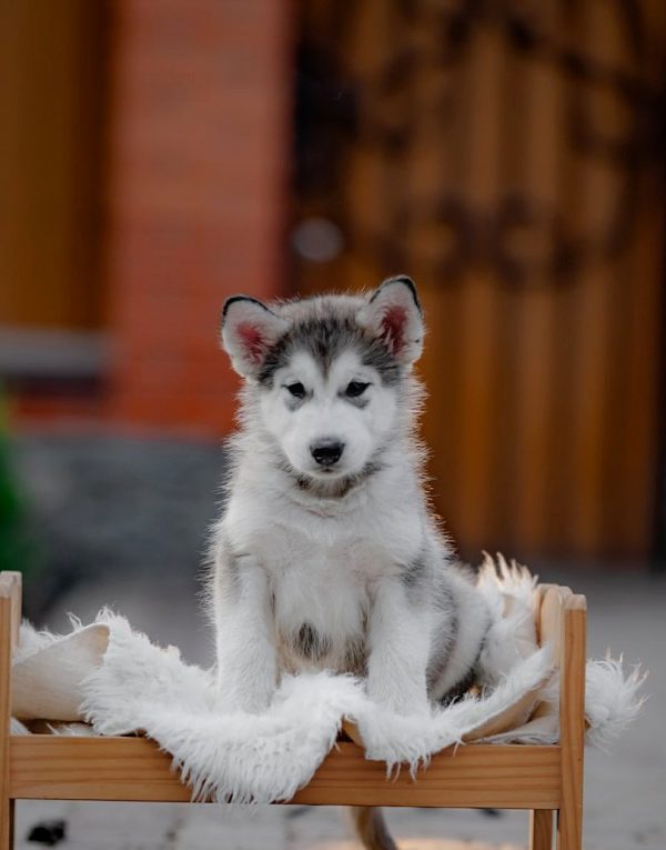 Chief Alaskan Malamute
