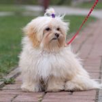 Sassy Maltipoo