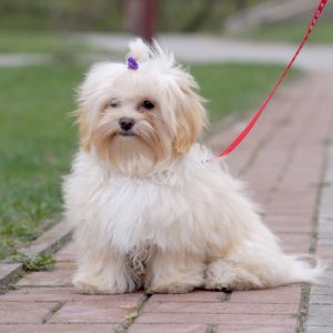 Claiv Maltipoo