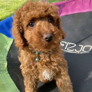 Colt Toy Poodle
