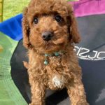 Klaus Toy Poodle