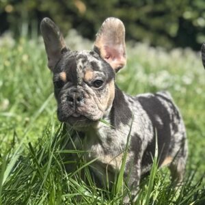 Daisy