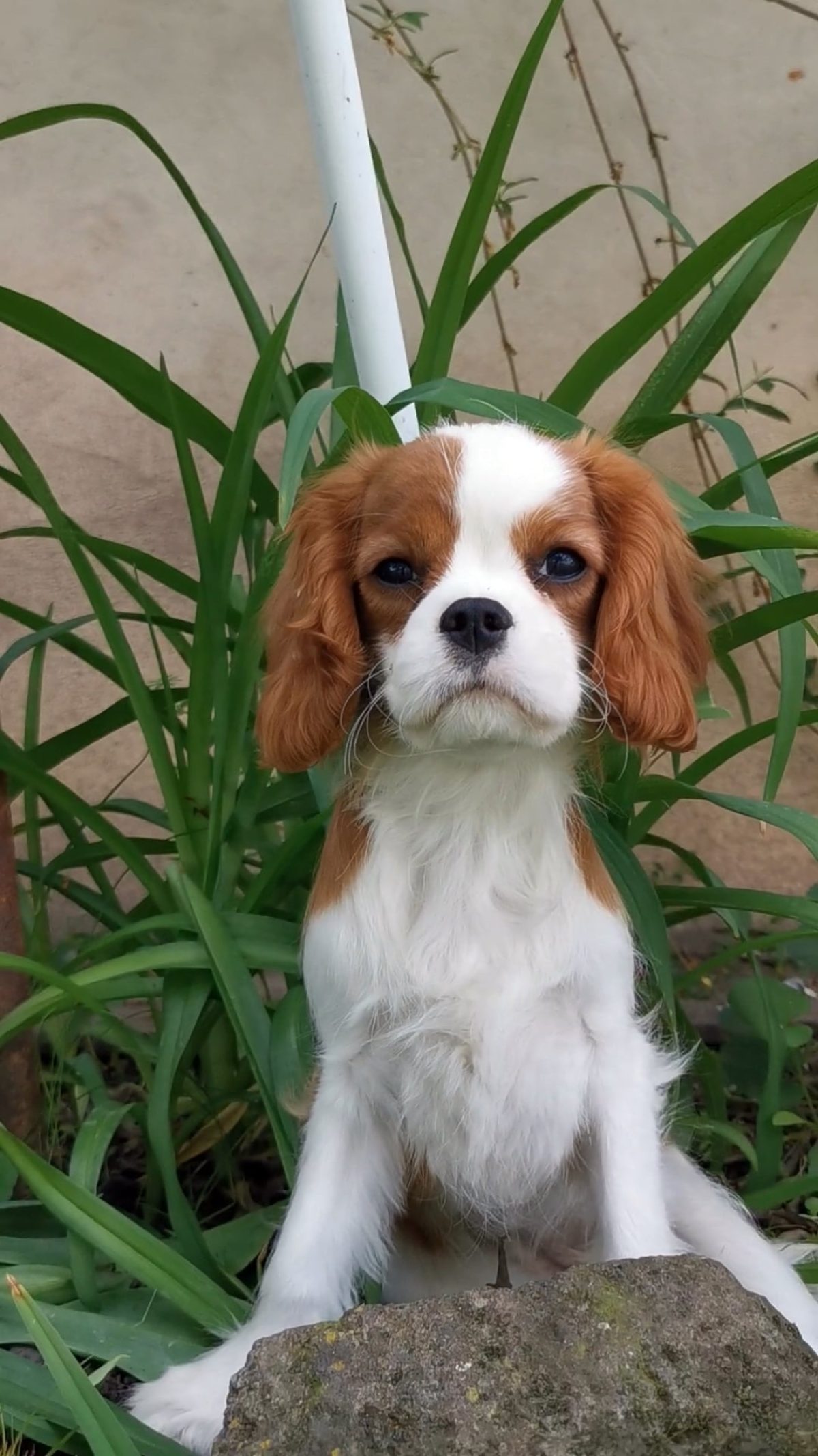 Spaniel Cav A Jack Puppies For Sale King Charles Cavalier Cross